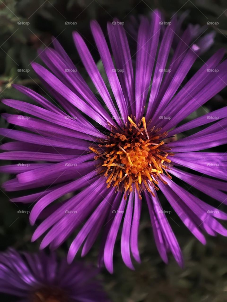 Macro photo of a flower growing in the garden