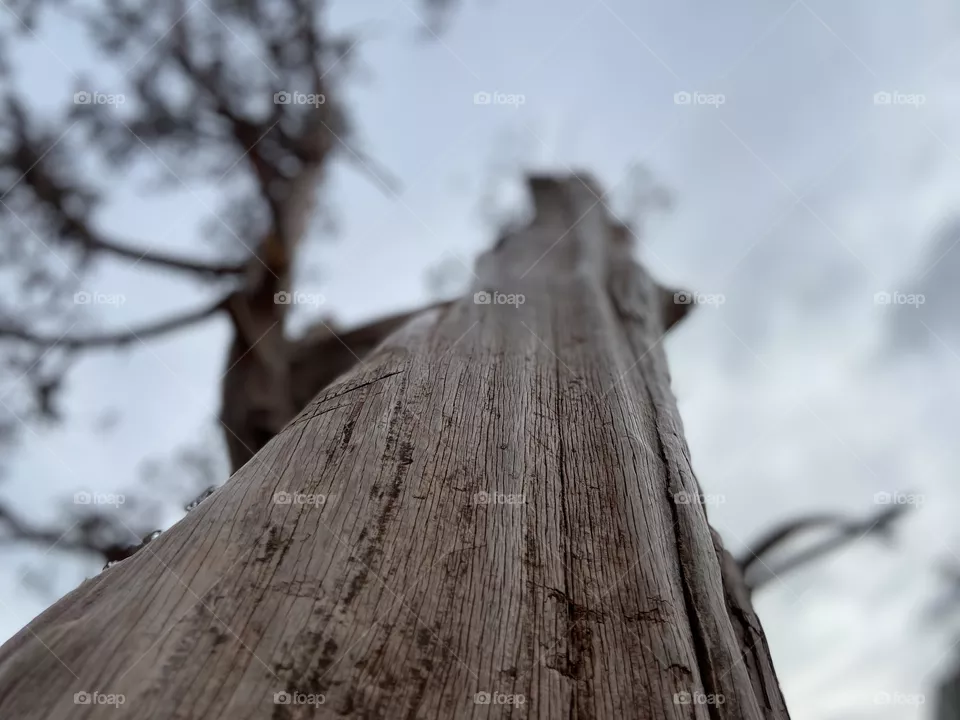 Tree closeup