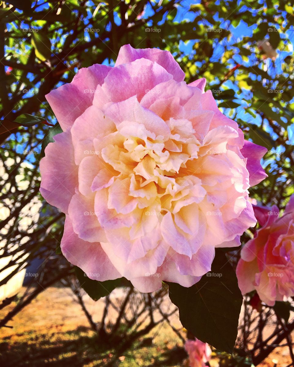 🌼#Flores do nosso #jardim, para alegrar e embelezar nosso dia!
#Jardinagem é nosso #hobby.
🌹
#flor #flowers #flower #pétalas #garden #natureza #nature #flora 