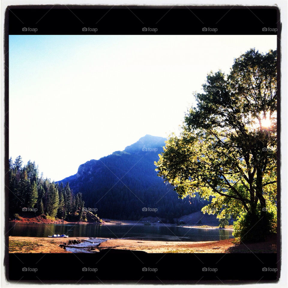 summer tree lake mountains by comstock