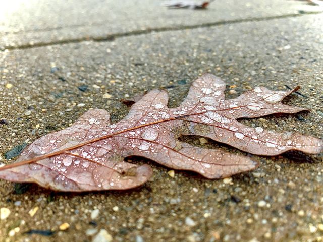 Water Droplets on leaf 