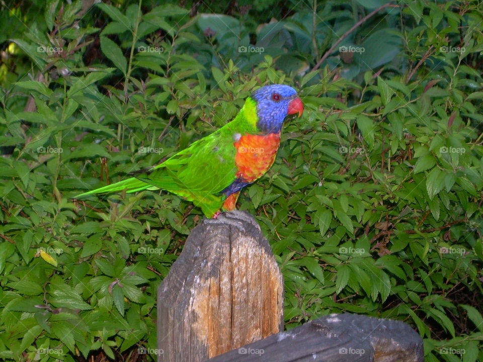 Brightly colored bird