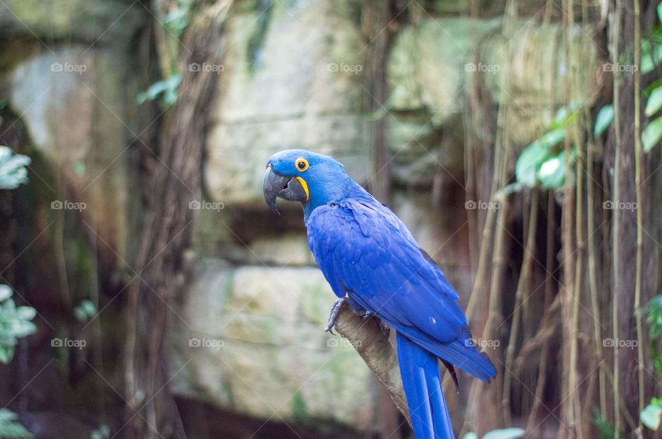 Beautiful Blue Bird