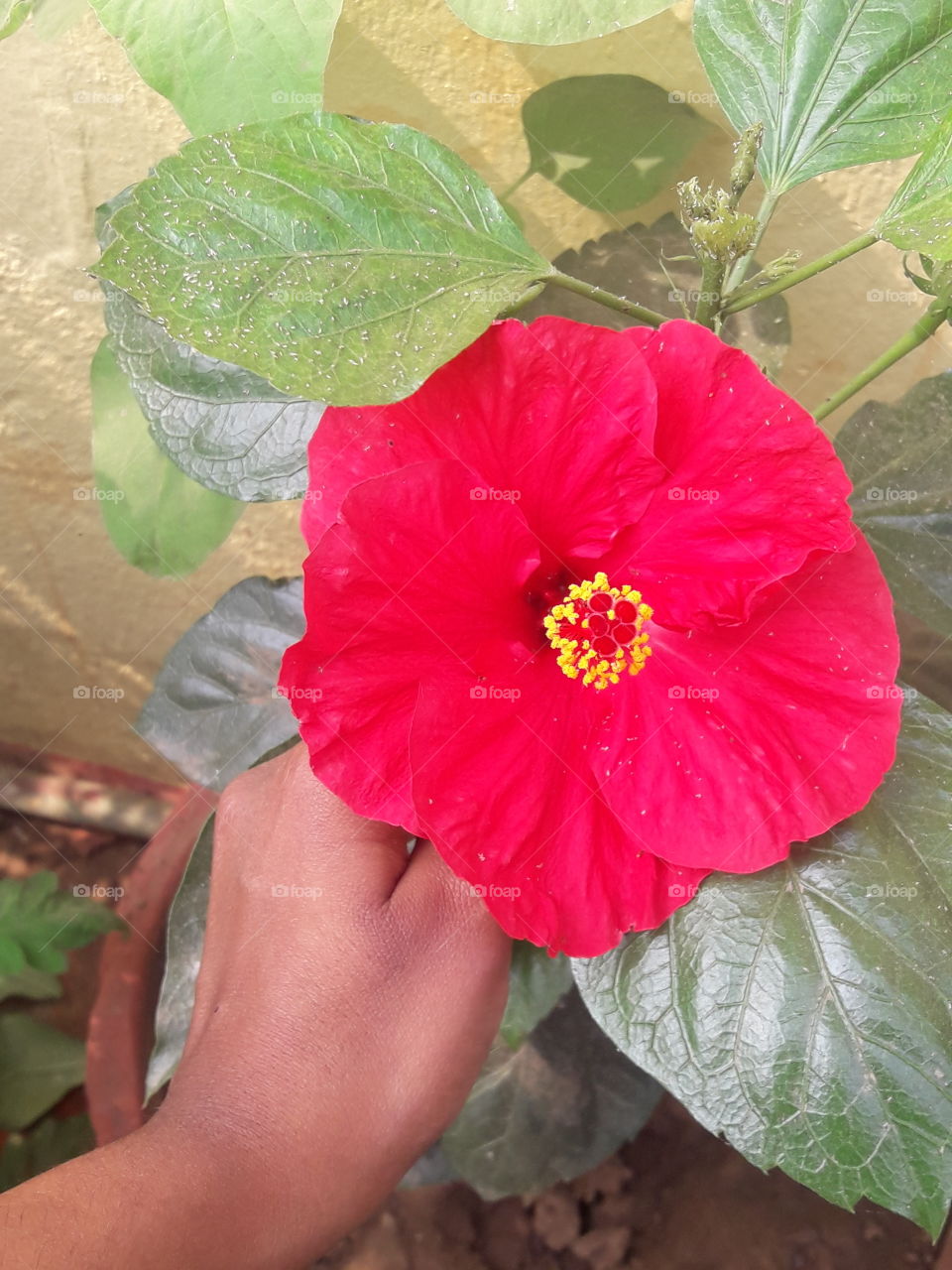 beautiful red hibiscus flower in our garden