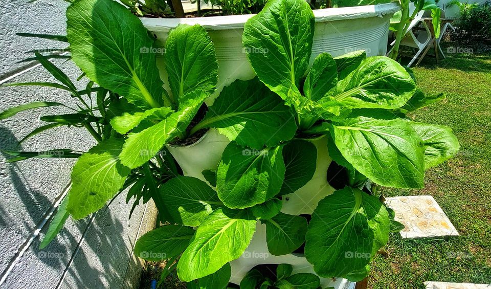 My greens In the Tower.