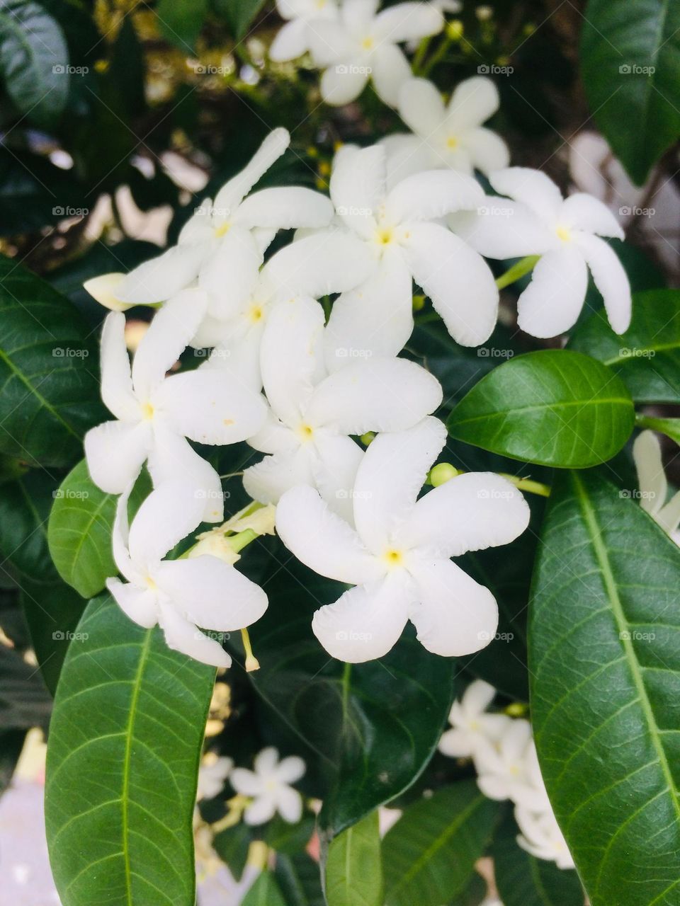 White Blooms 