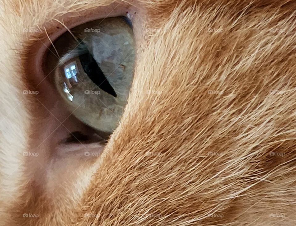 Cat's Eye * Ojo de un gato