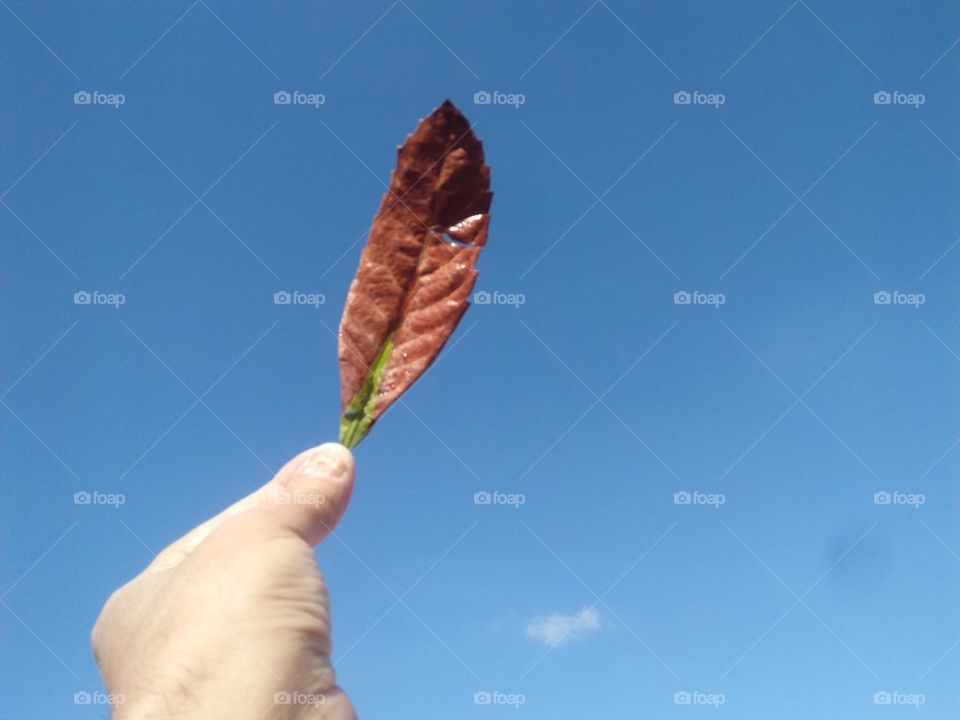 Beautiful leaf tree embraced blue sky.