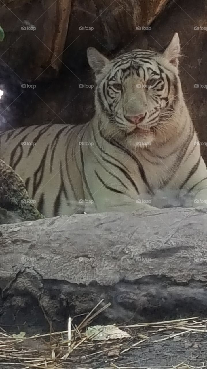 White Tiger at the Omaha Zoo
