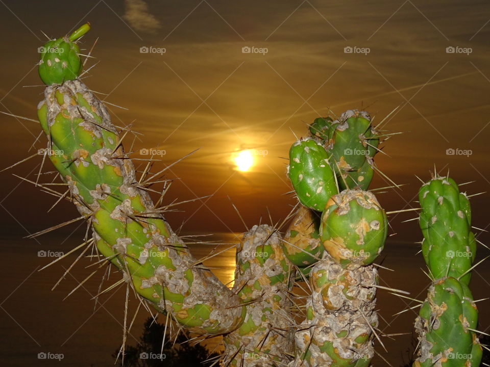 Cactus, Desert, Spine, Succulent, Spike