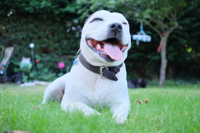 Close-up of white dog sitting in park