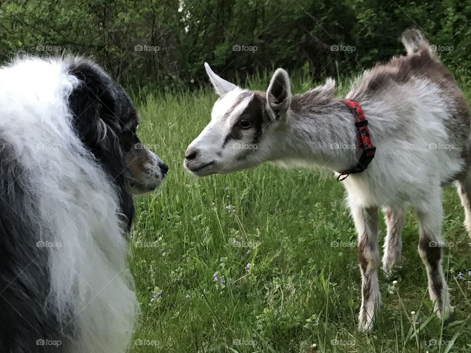 Moe, the Australian Shepherd dog, and Piper, the Mini-Alpine goat, meet for the very first time. I’m not sure who was less impressed with the other. After sniffing in each other’s direction they avoided each other for a while!
