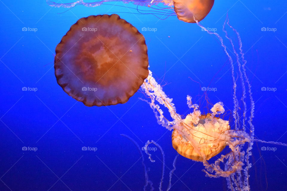 Underwater, Jellyfish, Fish, Coral, Ocean
