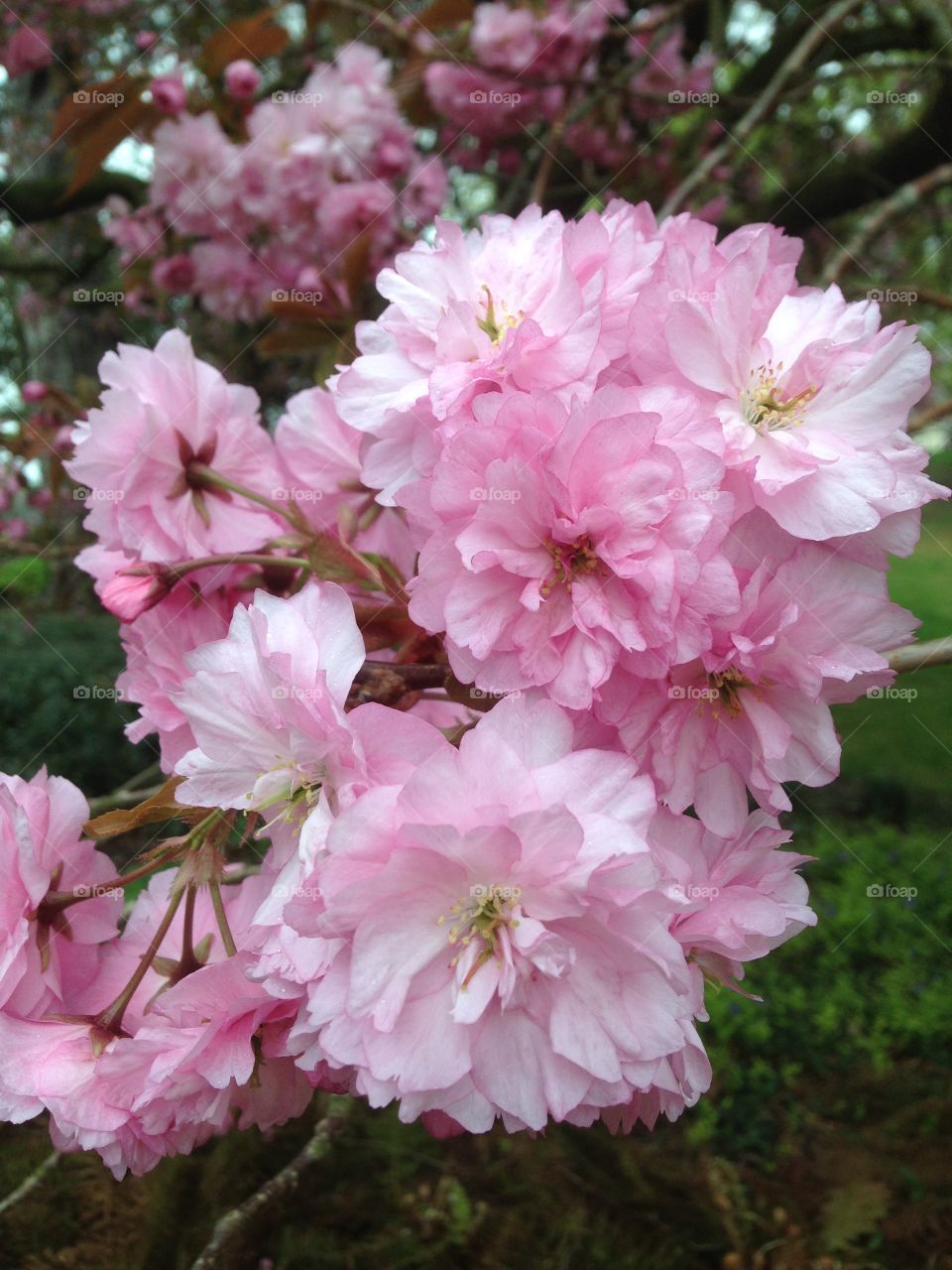 Cherry blossoms 