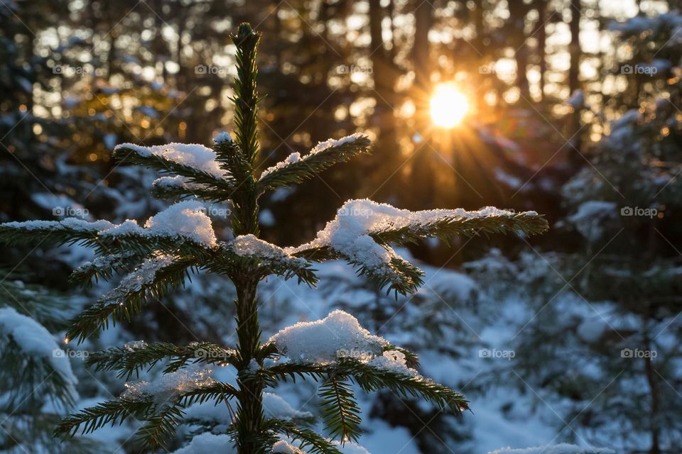 The sun is shining on a snow covered fur in the forest 