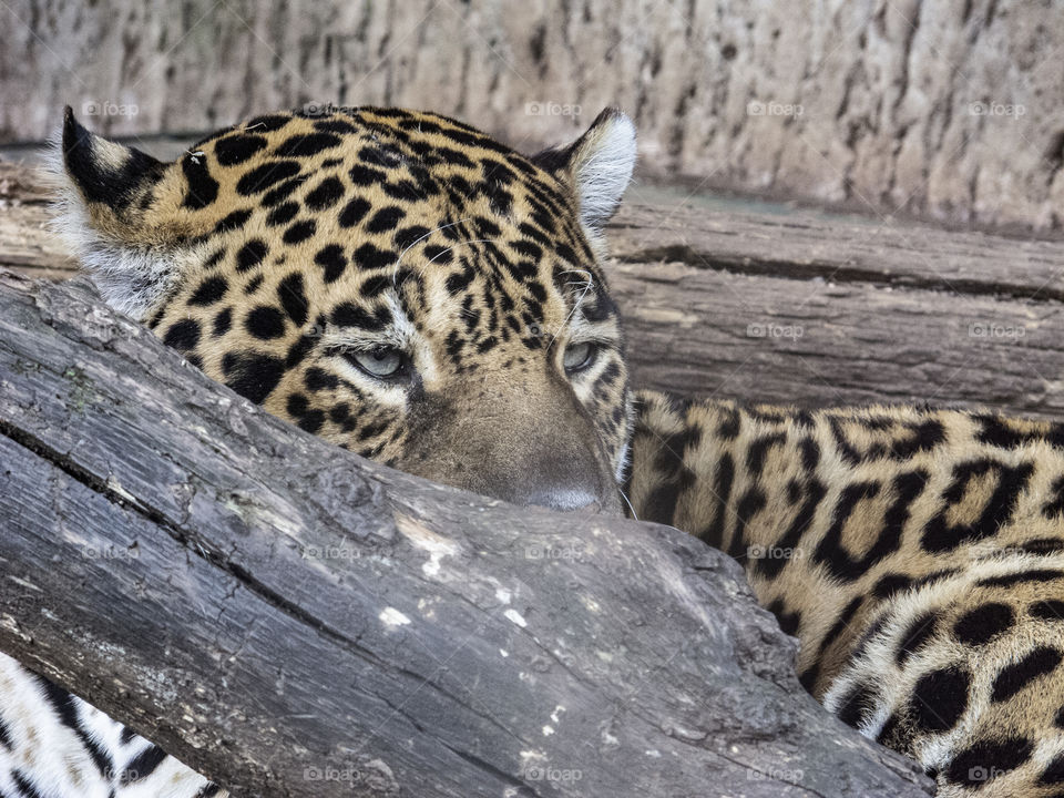 Leopard behind a three branch 