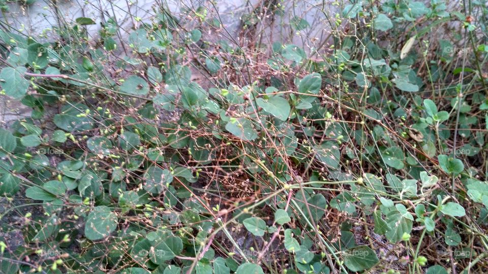 Bushes that grew thickly near the wall