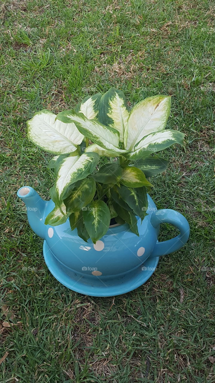 Leafy Teapot