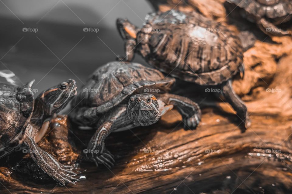 Red-eared Slider, Trachemys scripta elegans.