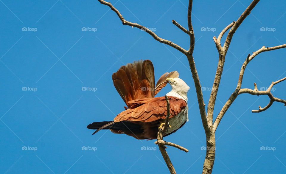 A brave story of Brahmins kite who is preening his feather