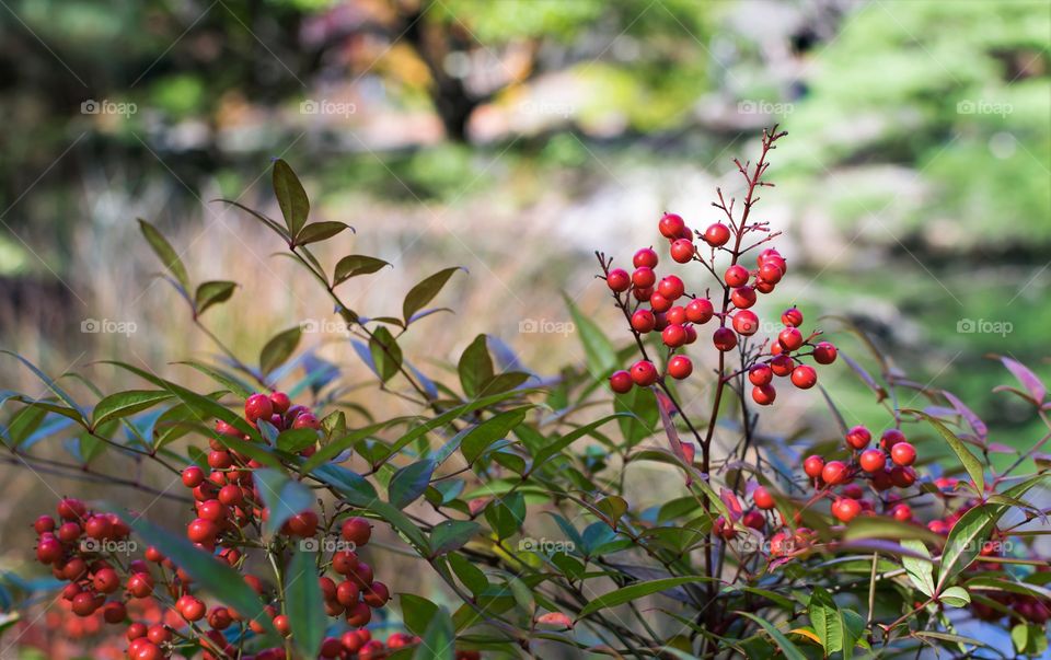 Berries on shrub