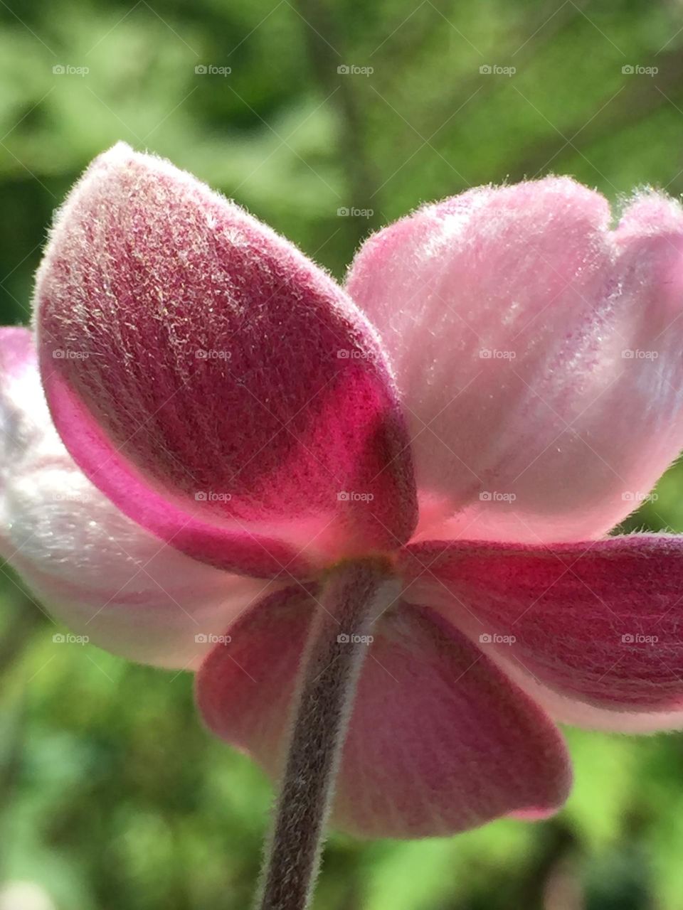 The warm and fuzzies of blooming 🌟