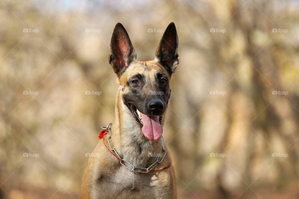 Belgian shepherd malinois dog