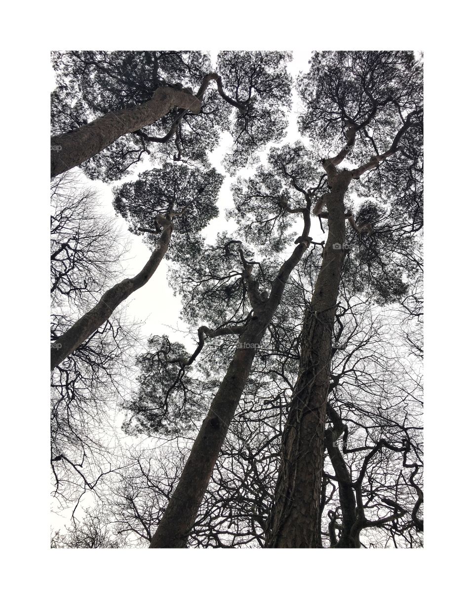 Boru fort tree silhouette 1