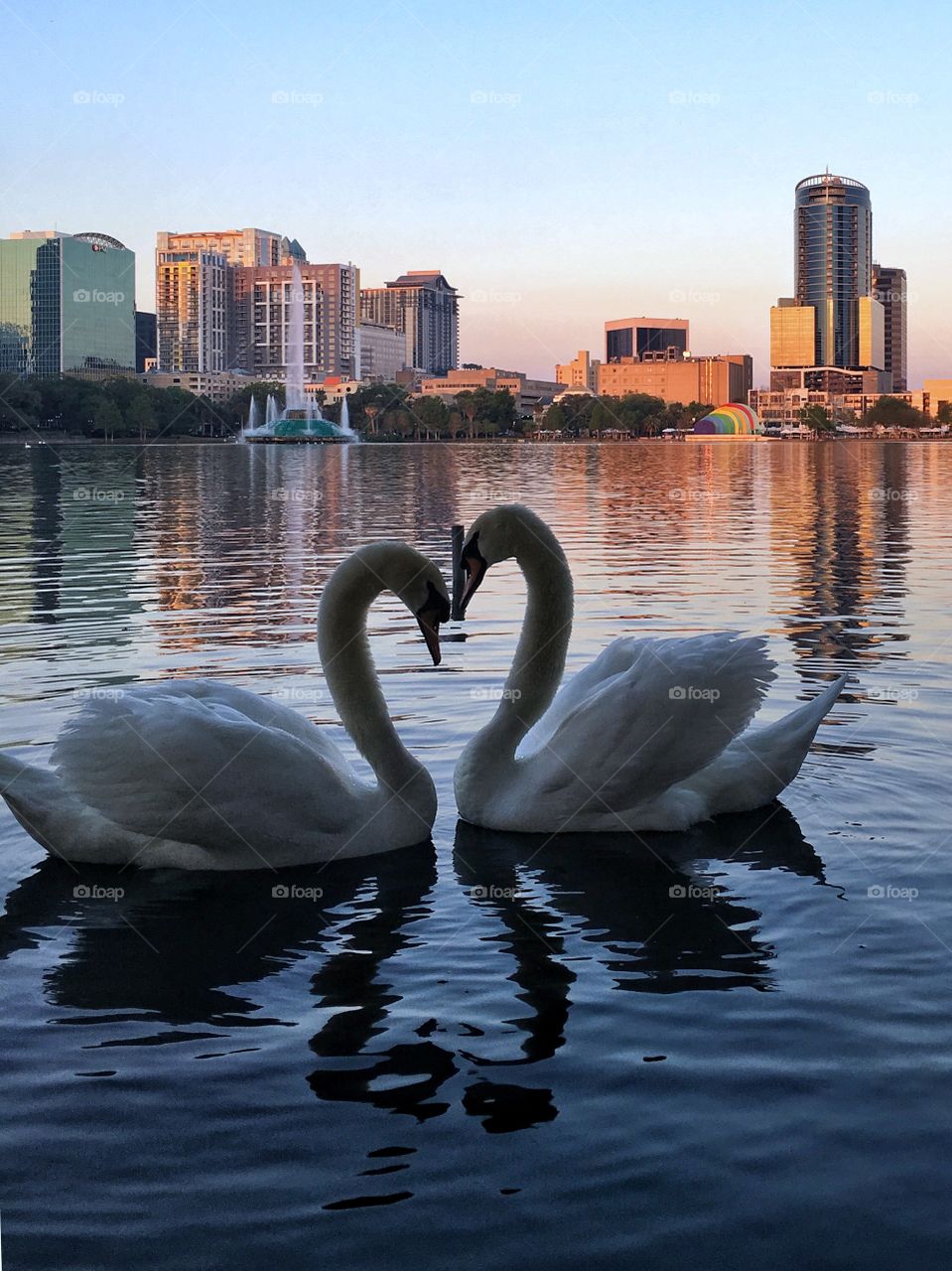 Swan love