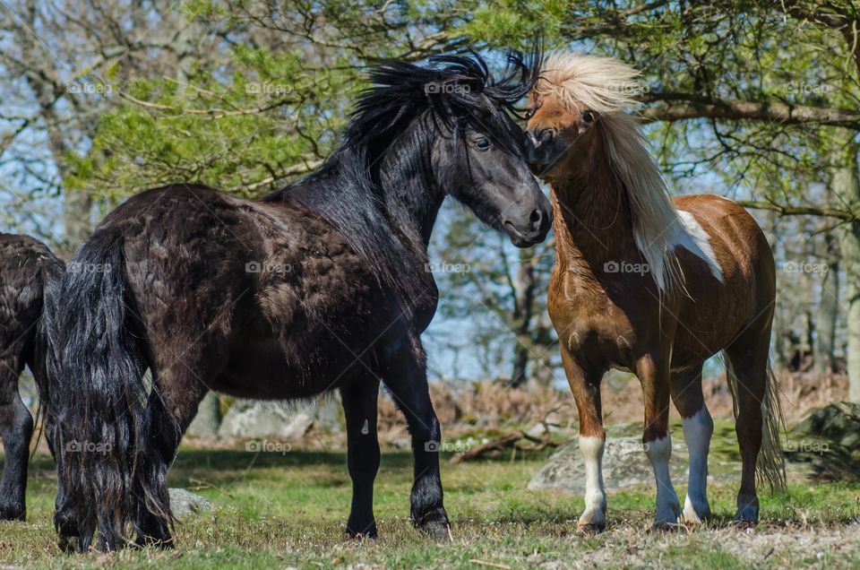 Shetland ponies playing together