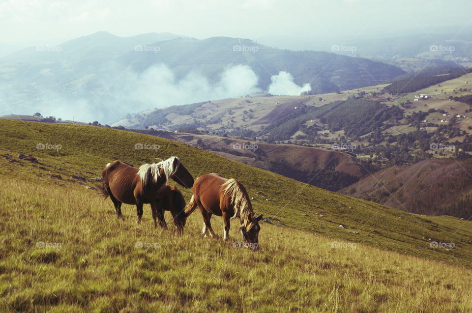 Wild Horses 