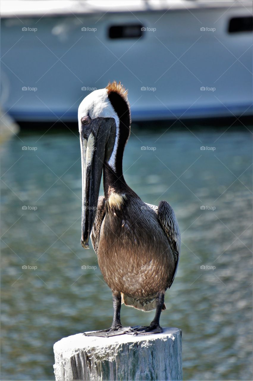 The Pelican That Nailed Blue Steel