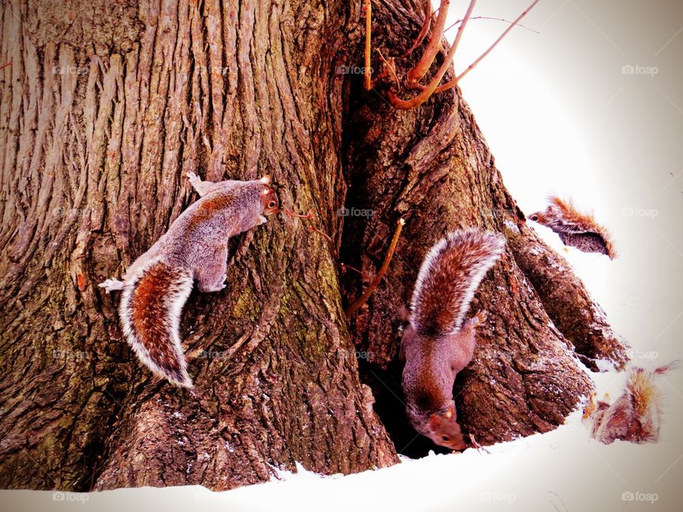 Squirrels on tree trunk