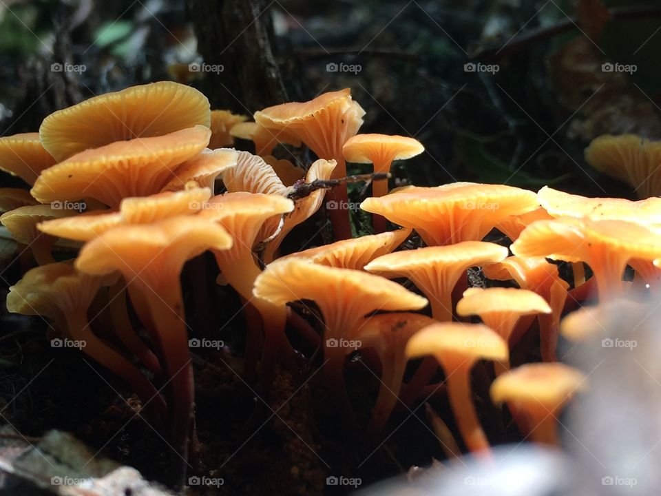 Mushrooms 