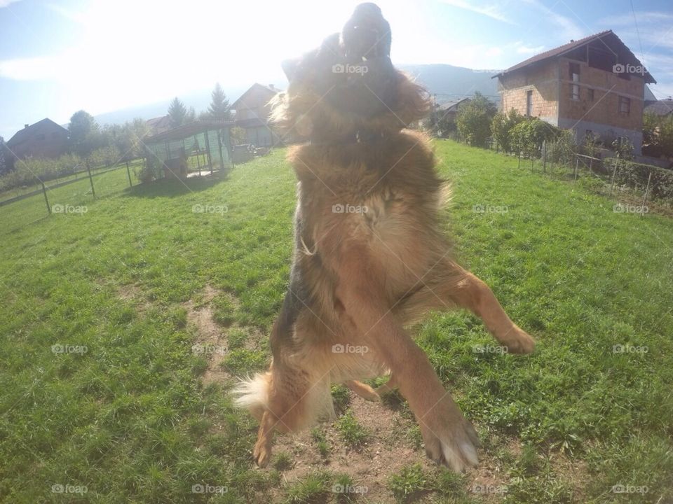My dog is having fun. No Hunda, you can't catch the Sun...