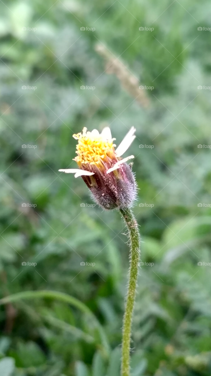 field flower...