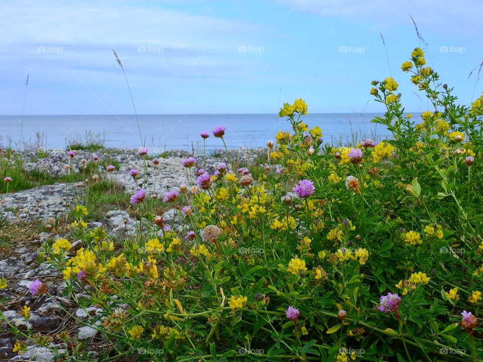 Summer in Sweden