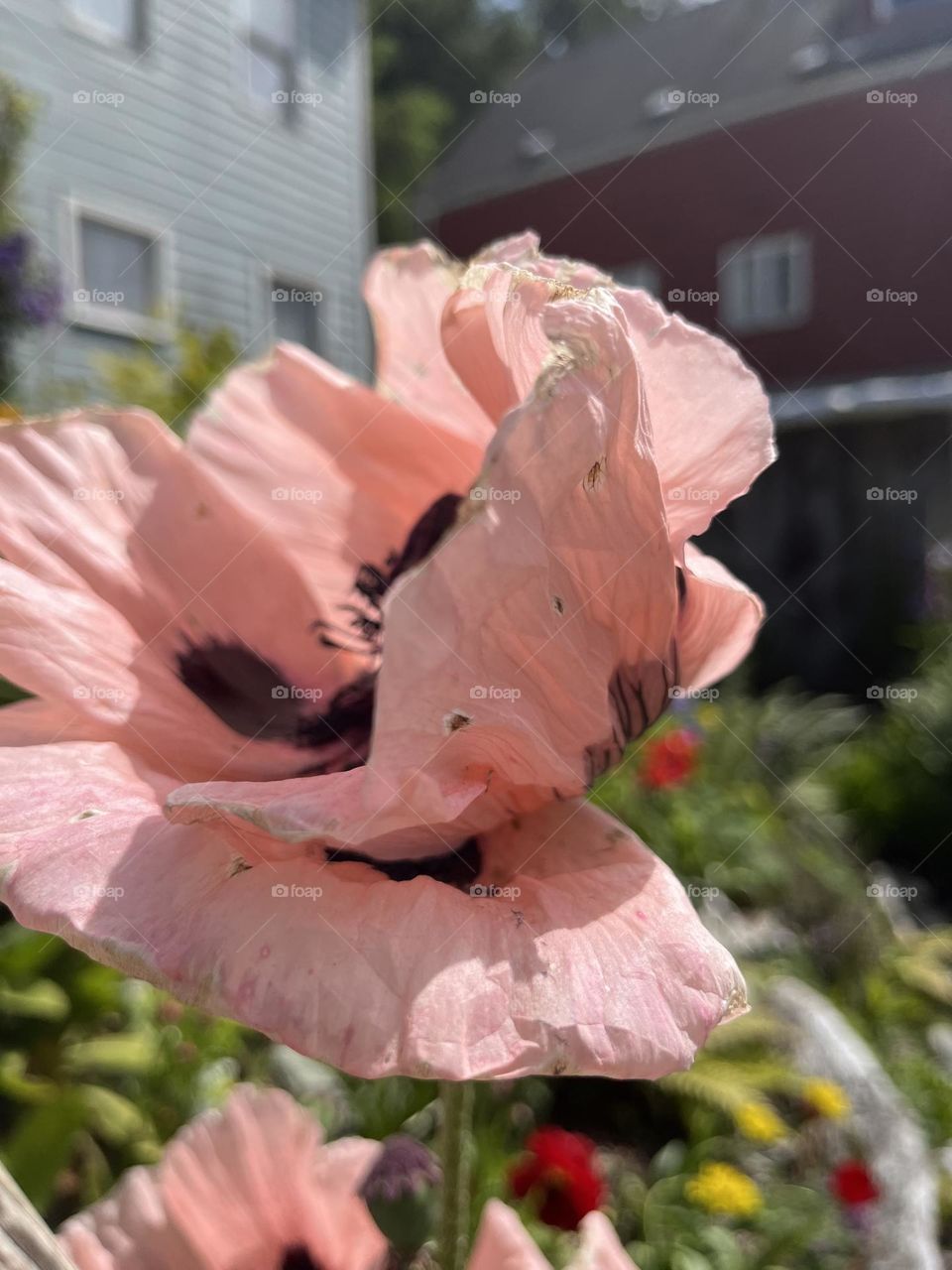 A pink and black flower opening as gracefully as a ballet dancer in the warm Alaskan summer.