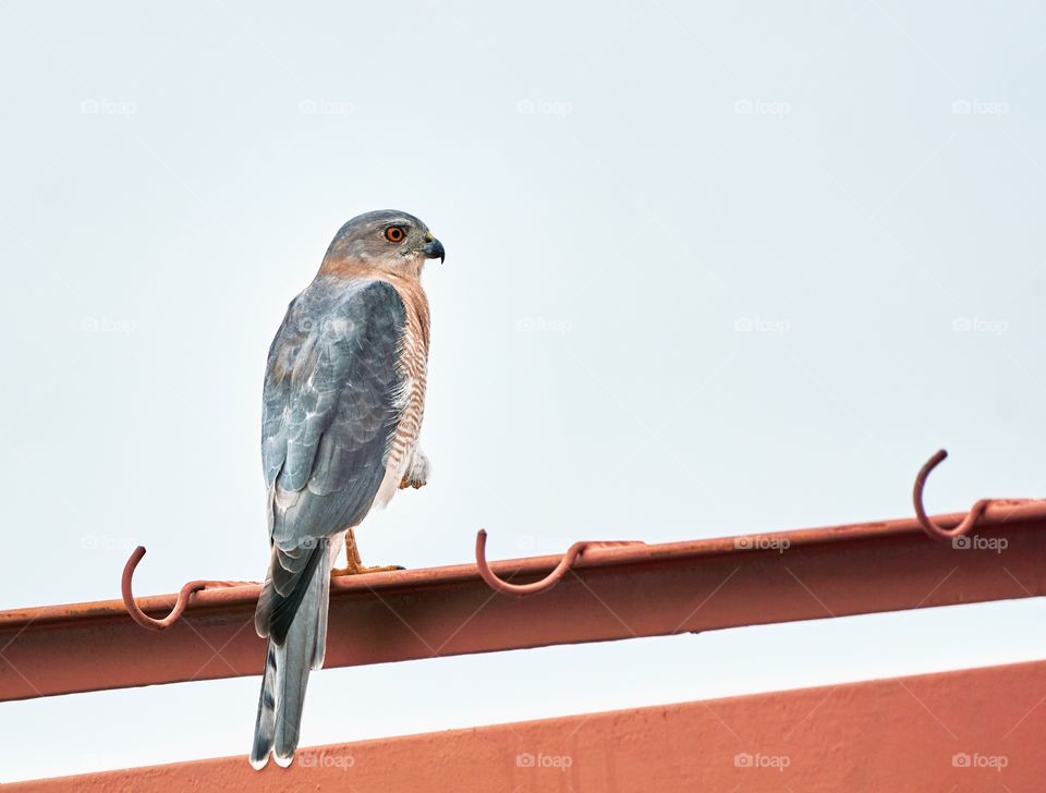 Birding - Shikra - Scouting