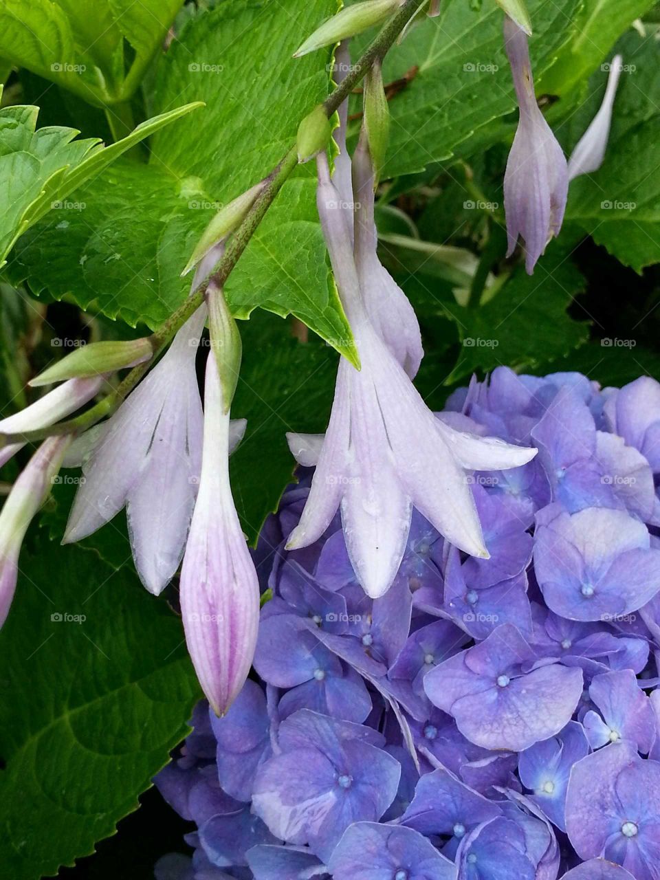 Purple Flora