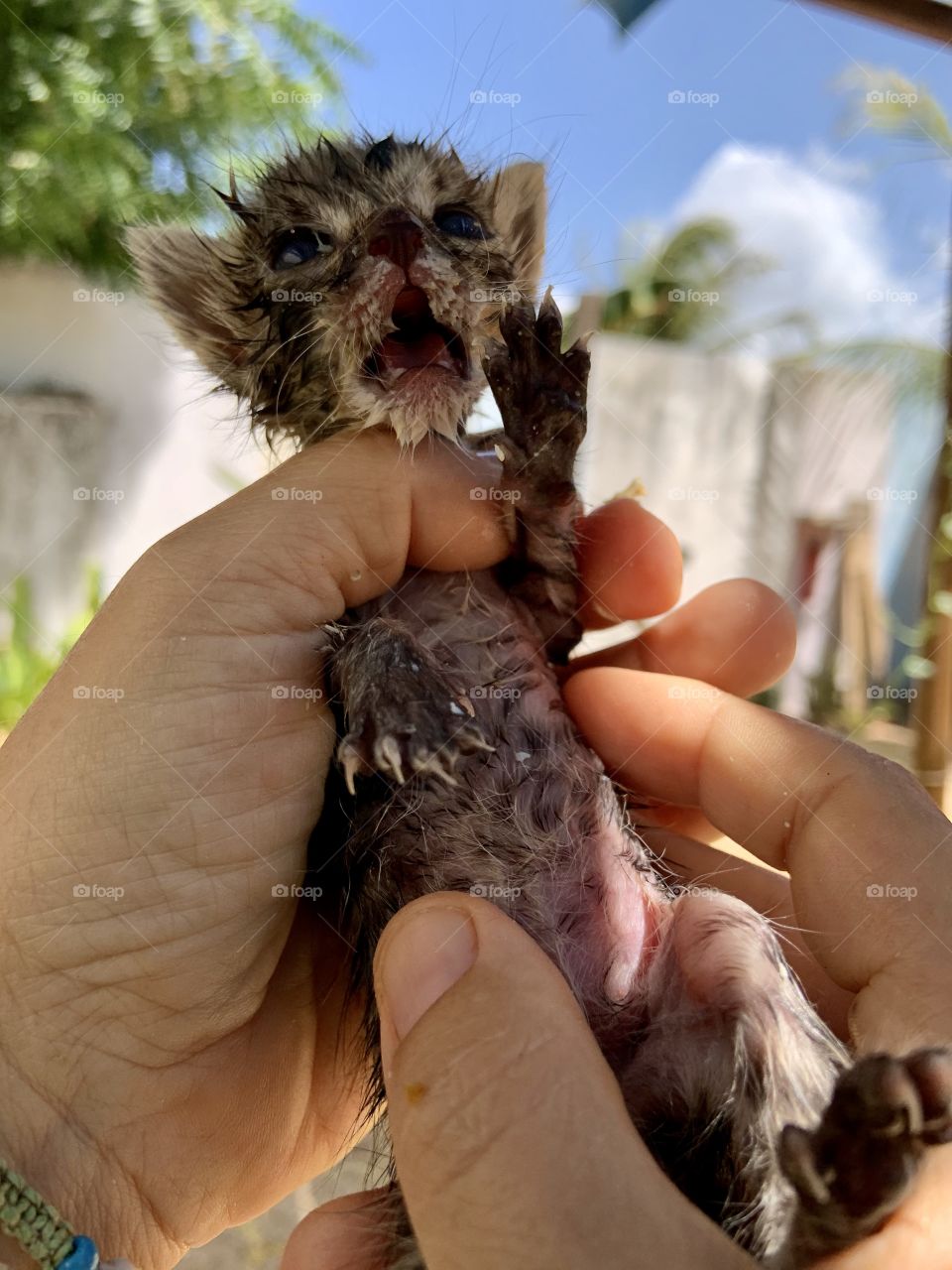Kitty crying in hands 