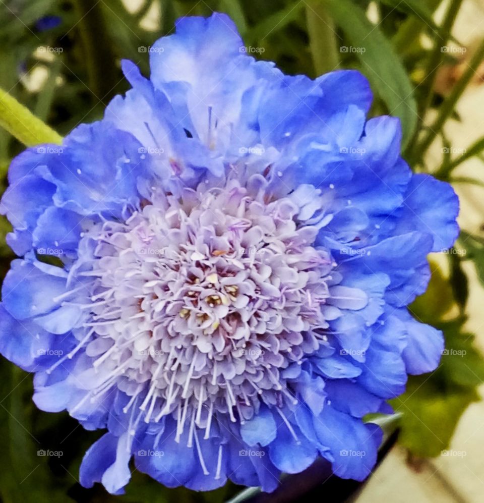 Stunning blue flower