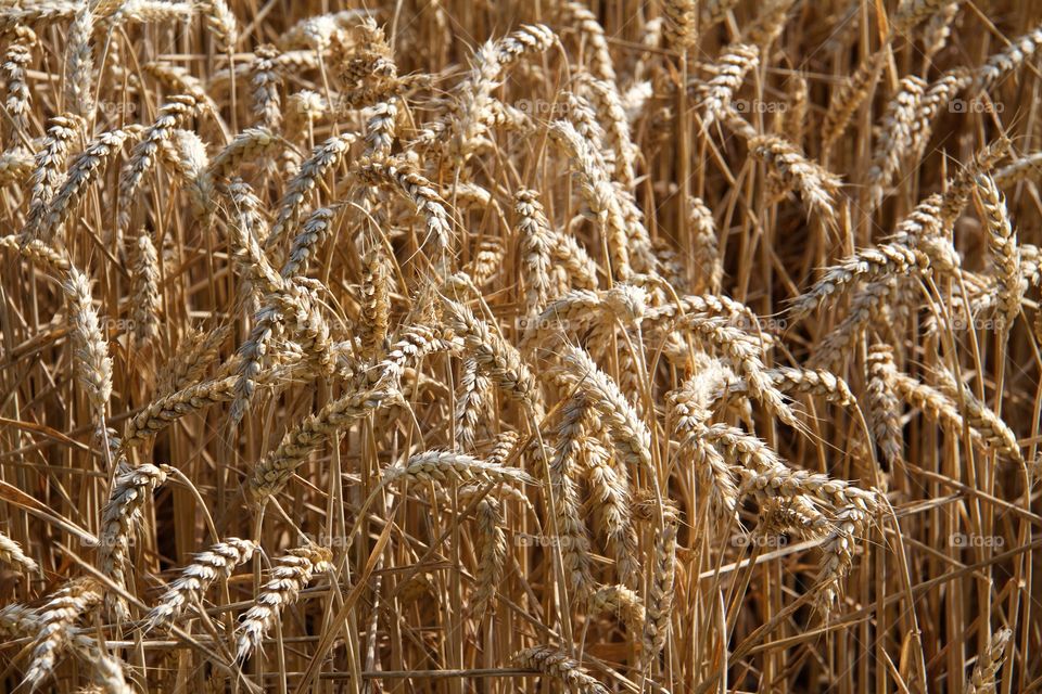 Harvesting time . Harvesting time 