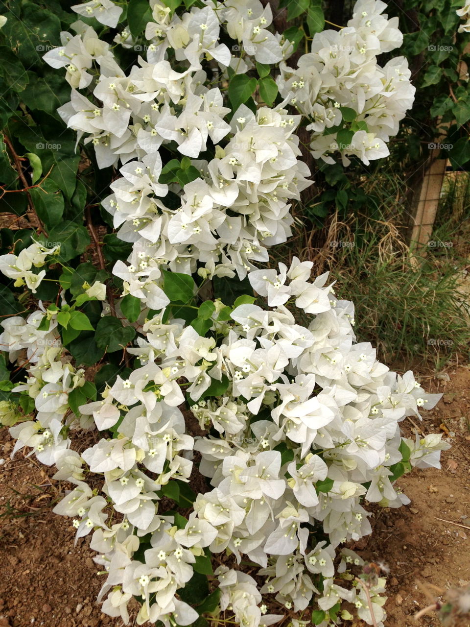 Sicilia fiori