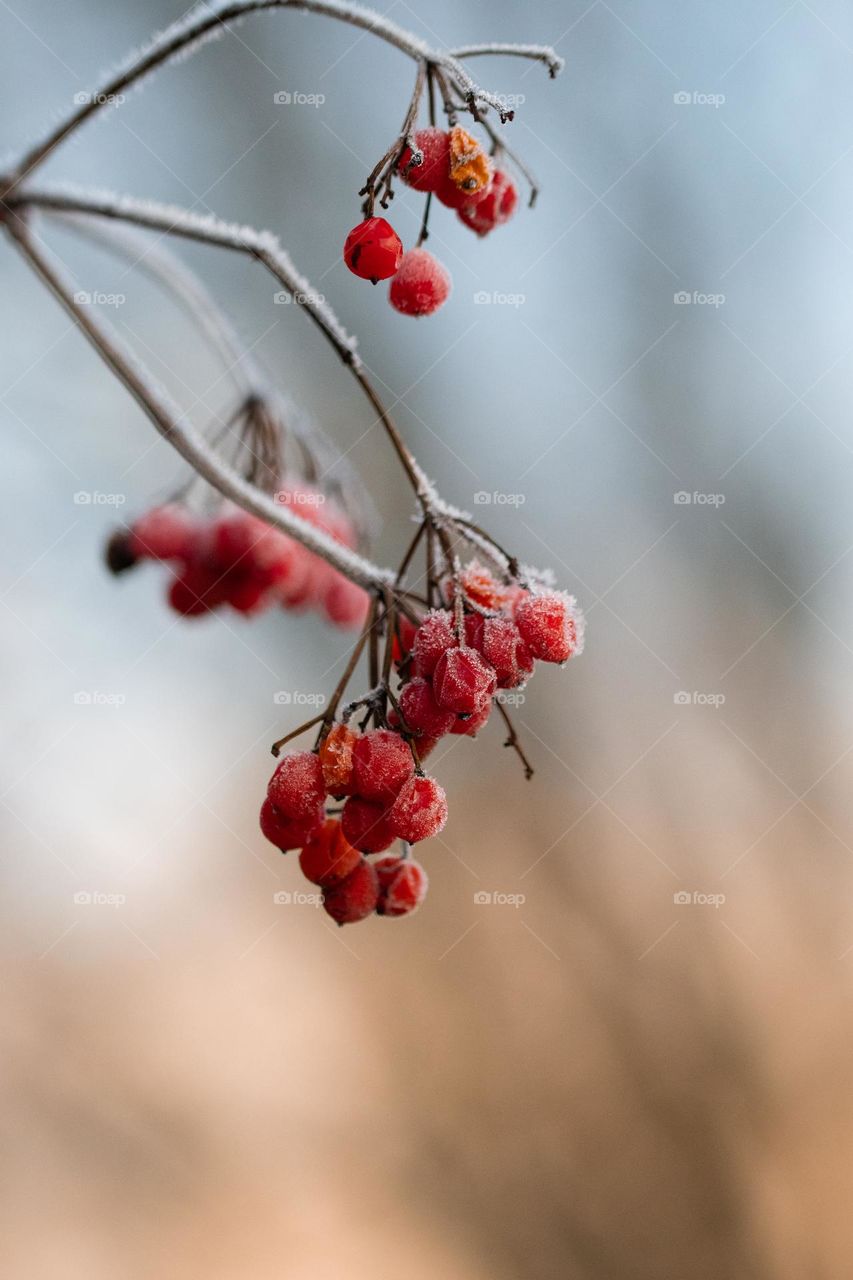 Closeup or macro of red berries in winter