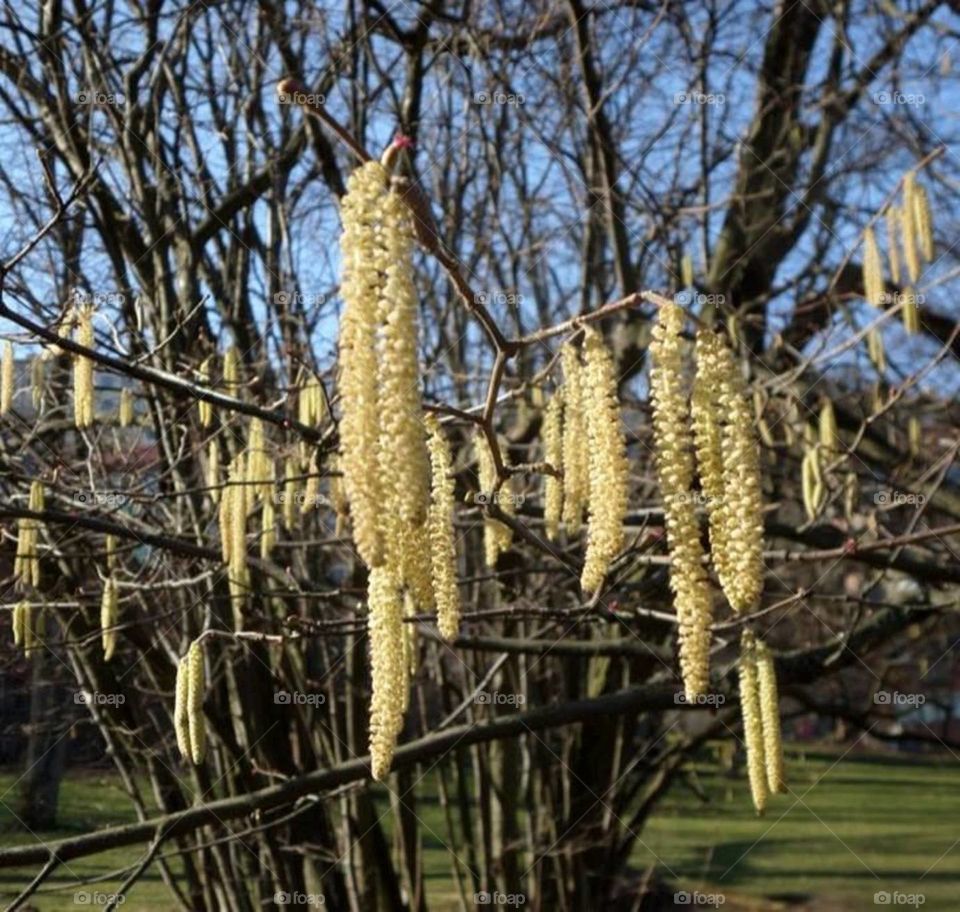 Catkin. Salix caprea