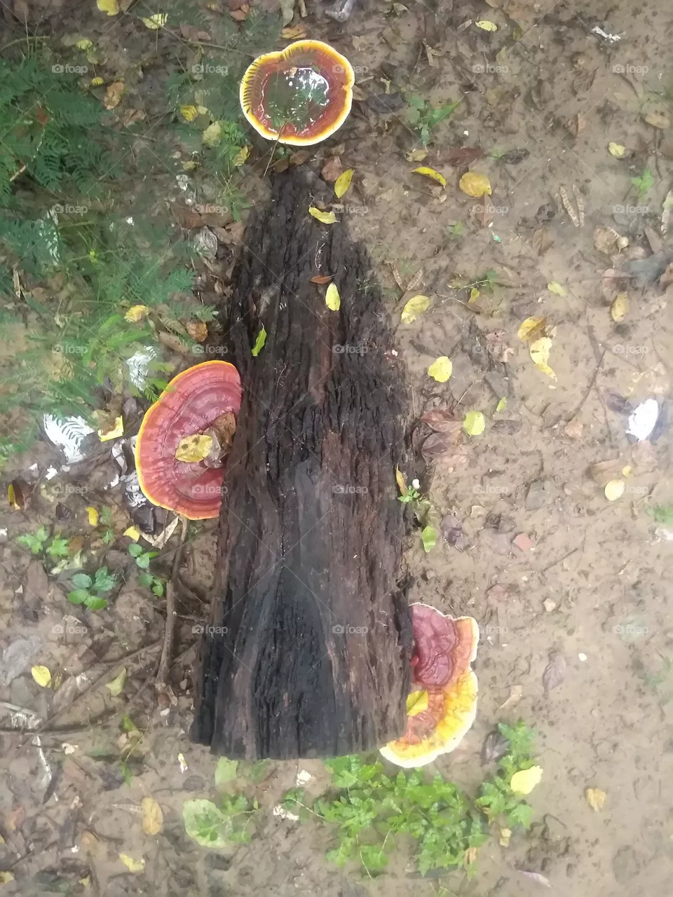 mushroom