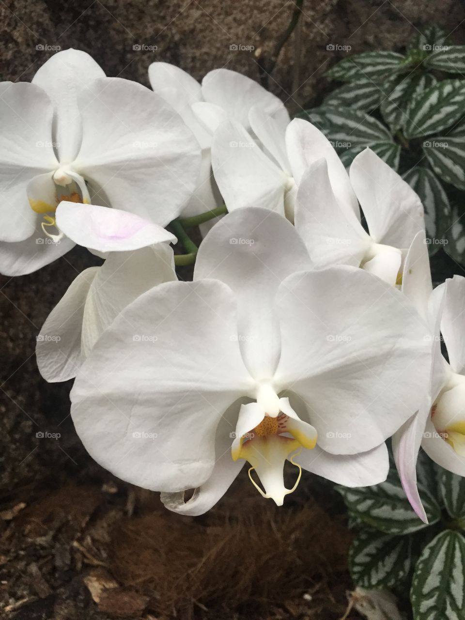 Beautiful orchids