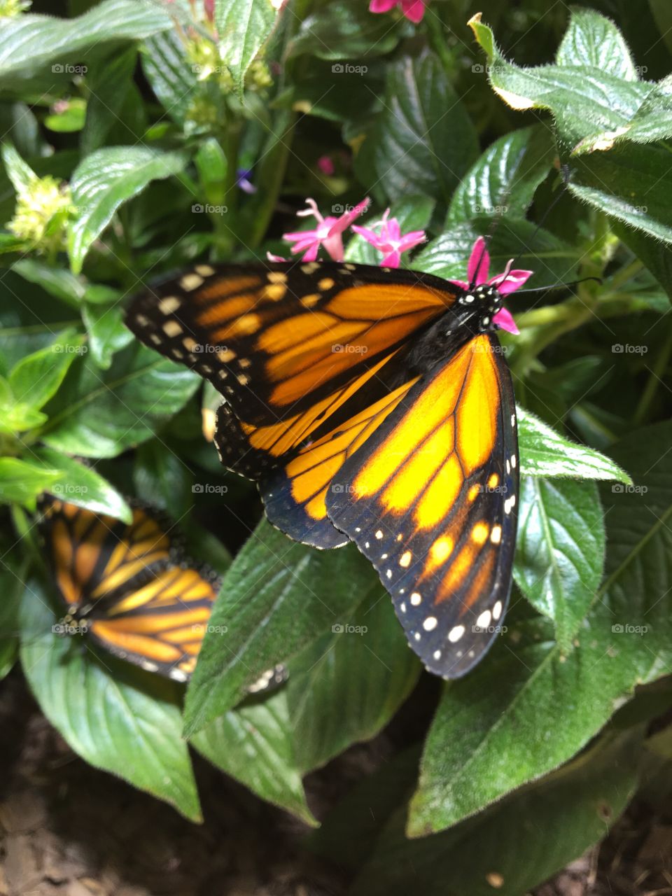 Two monarch butterflies resting in a flower bush