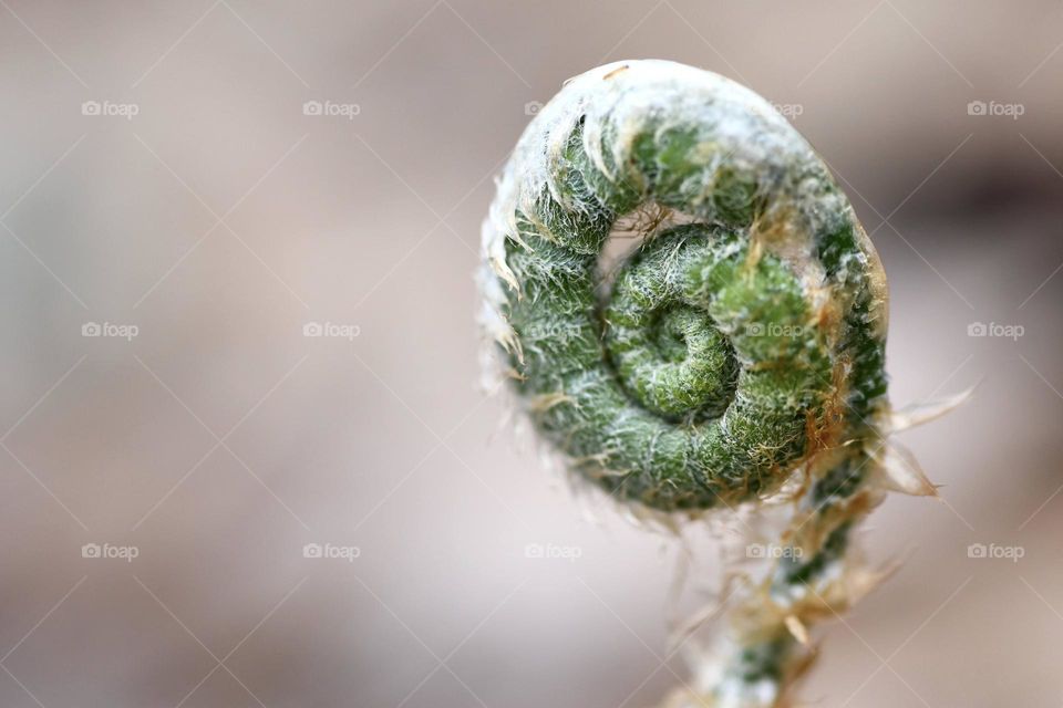 A new plant bud with a swirl shape 